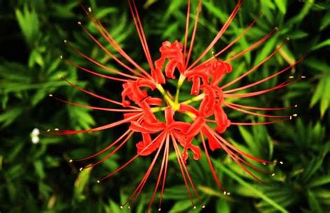 彼岸花有幾種顏色|彼岸花有幾種顏色？彼岸花什麼時候開花？彼岸花爲什麼不開花？